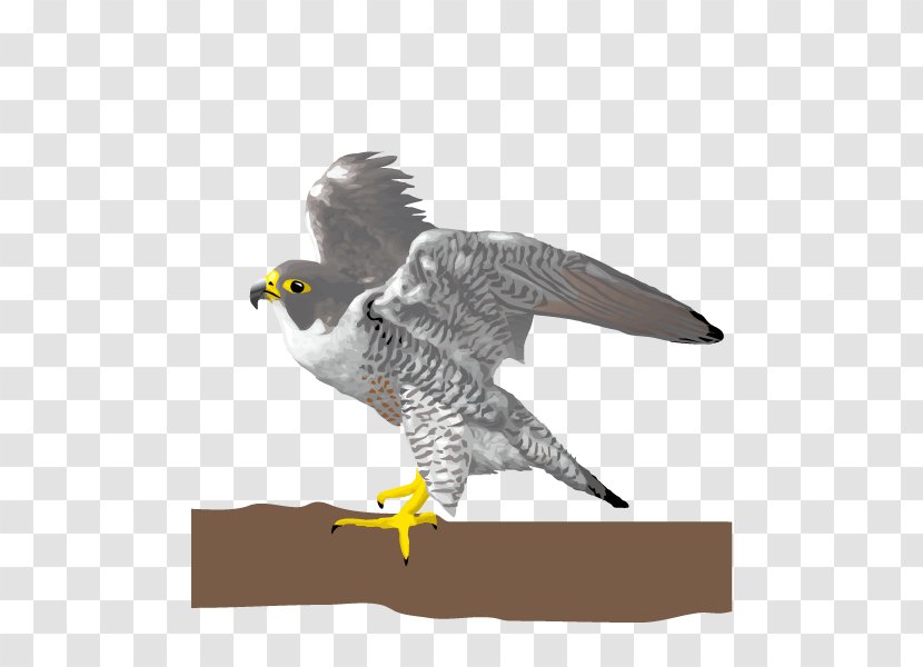 Bird Falcon Eagle - Beak - Falcons Transparent PNG