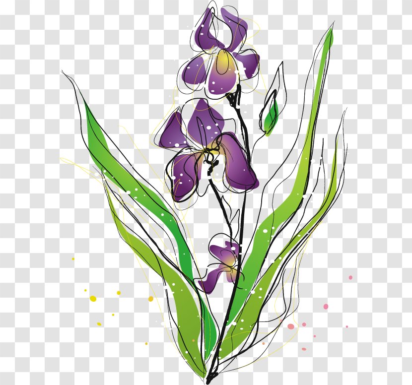 Purple Irises Moth Orchids Plant - Iris Family - Violet Vector Material Transparent PNG