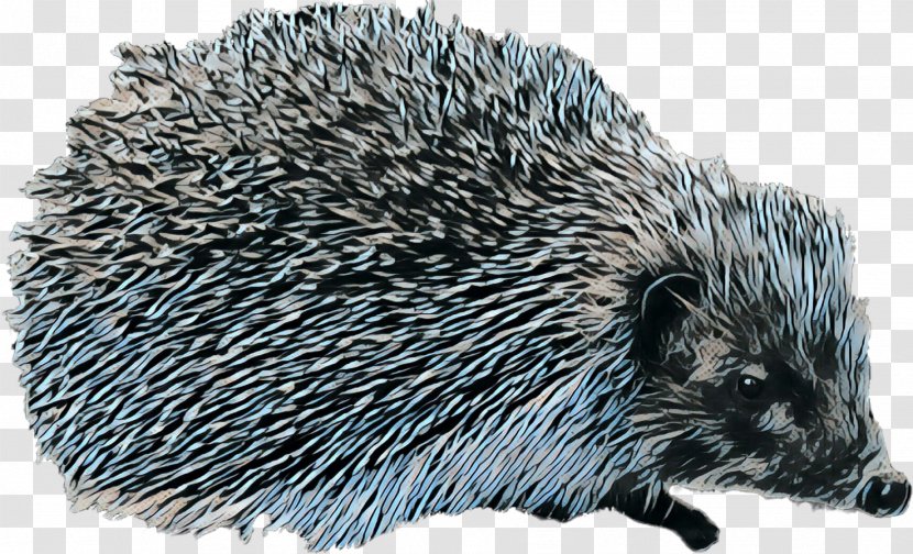 Domesticated Hedgehog Porcupine European - Royaltyfree - Photography Transparent PNG