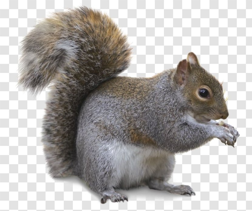 Wolf Cartoon - Ground Squirrels - Wildlife Tail Transparent PNG