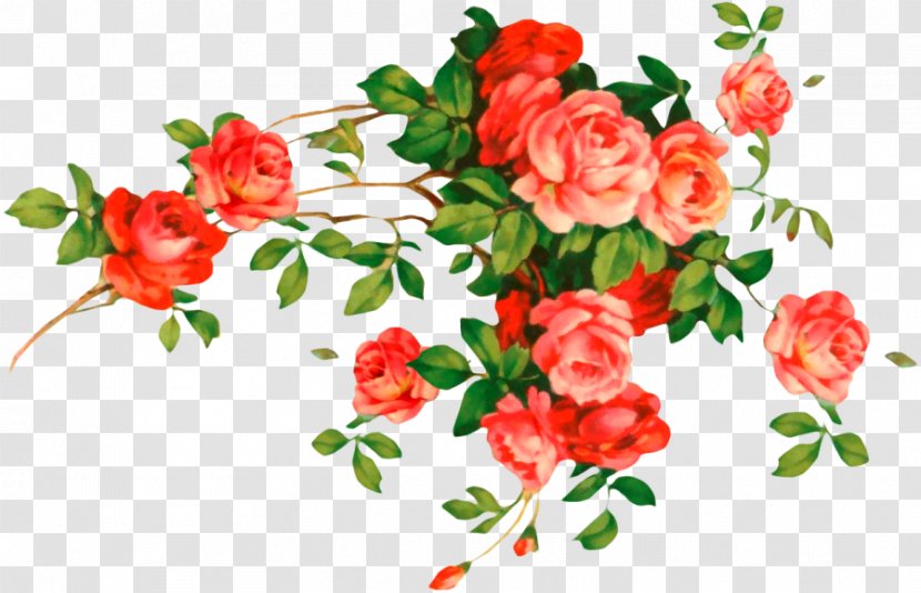 Flower Clip Art - Rose Family Transparent PNG