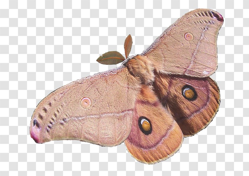 Butterfly Insect Opodiphthera Eucalypti Polyphemus Moth - Butterflies And Moths Transparent PNG