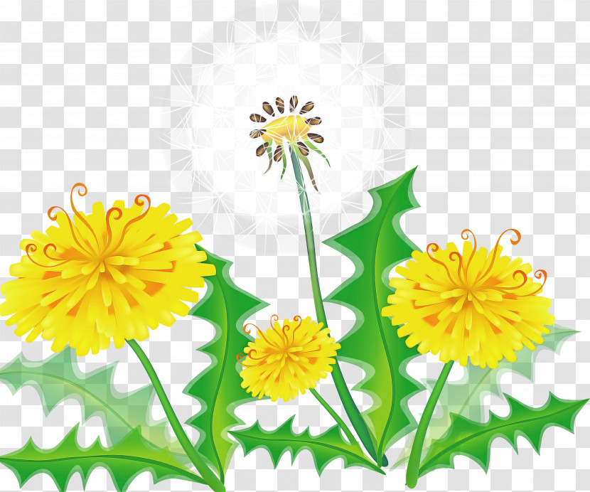 Flower Yellow Dandelion Plant Dandelion Transparent PNG