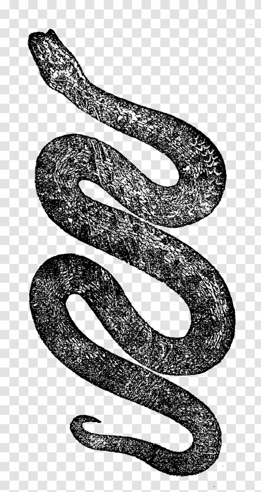Snake Reptile Vipers - Rattlesnake - Snakes Transparent PNG