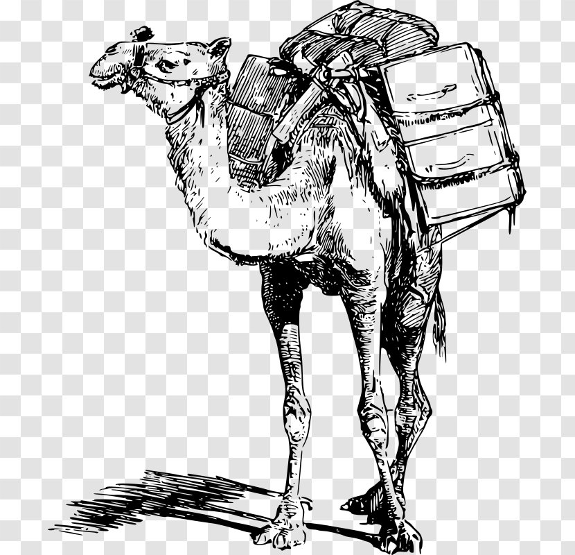 Bactrian Camel Dromedary Llama Pack Animal Clip Art - Costume Design - Eid Adha Transparent PNG