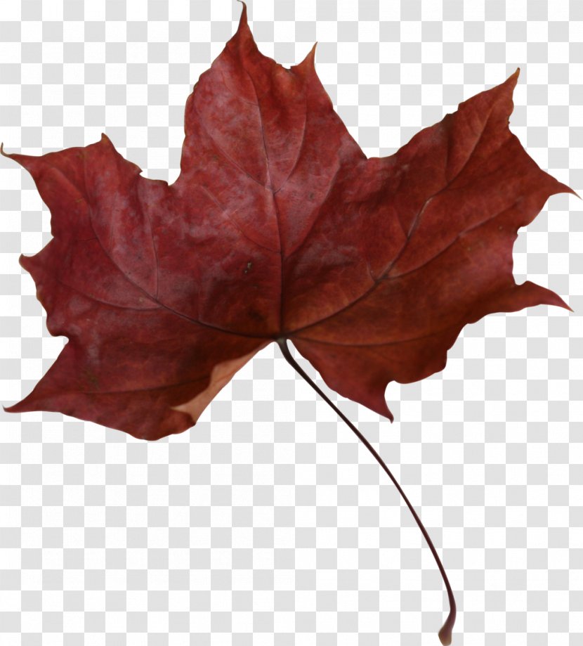 Canada Red Maple Leaf - Petal Transparent PNG