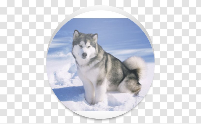 Alaskan Malamute Siberian Husky Greenland Dog Samoyed - Puppy Transparent PNG