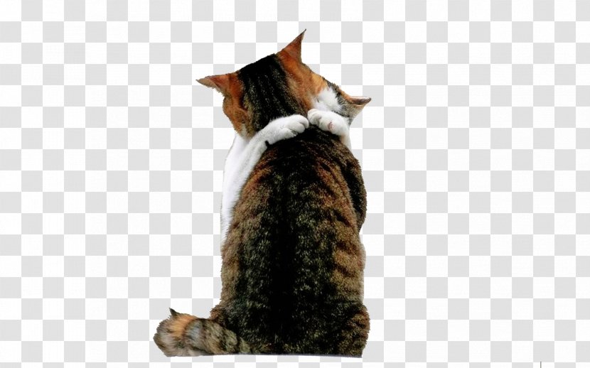 York Chocolate Kitten Love Hug Wallpaper - Hugging Cat Transparent PNG