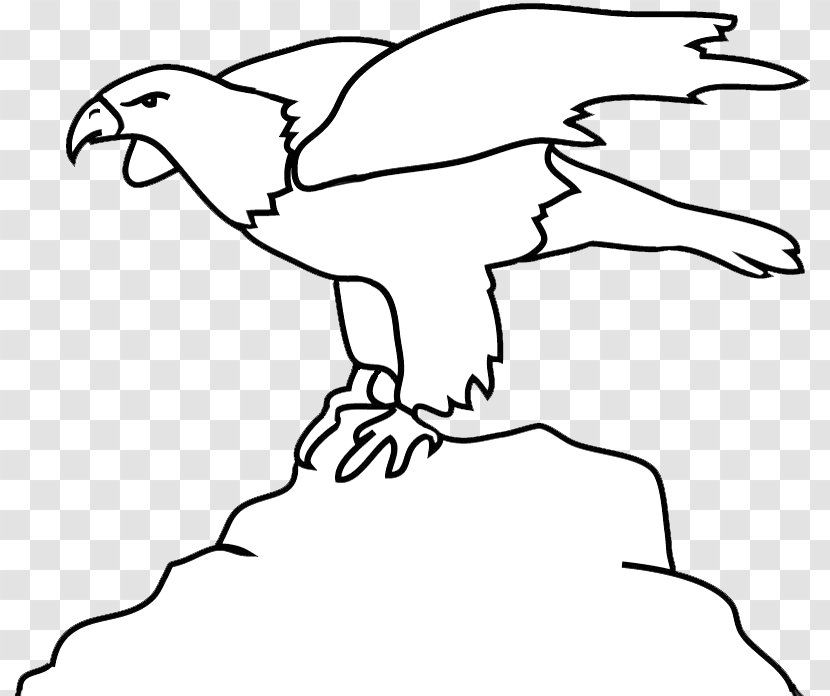Beak Bald Eagle Bird Clip Art - Artwork Transparent PNG