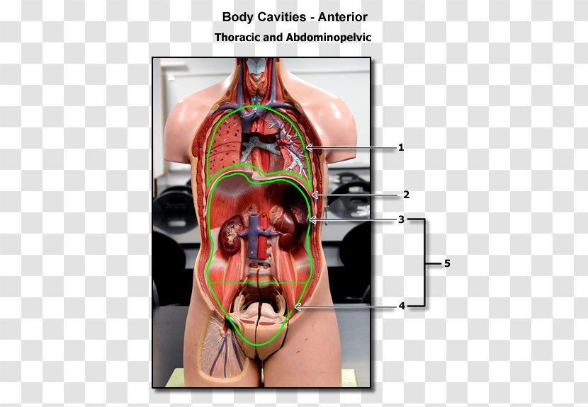 Nose Neurology Jaw Mouth Nerve - Flower Transparent PNG