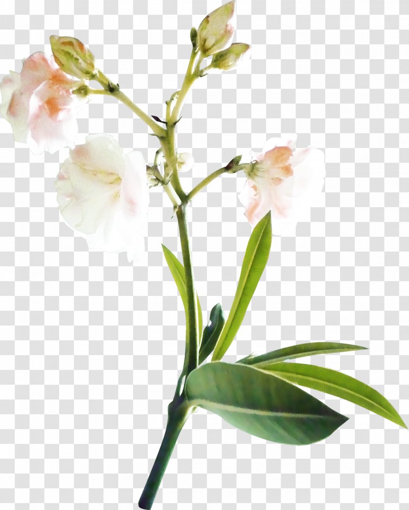 Japanese Morning Glory Flower Pink Image - Bupleurum Chai Hu Transparent PNG