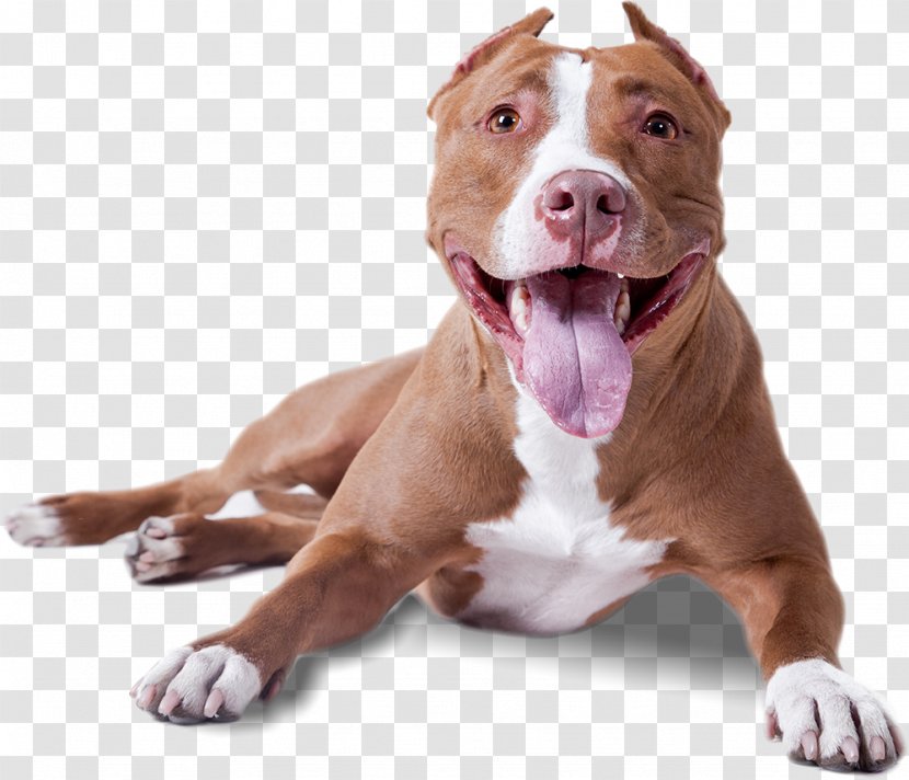 American Pit Bull Terrier Bully Staffordshire - Dogs Transparent PNG