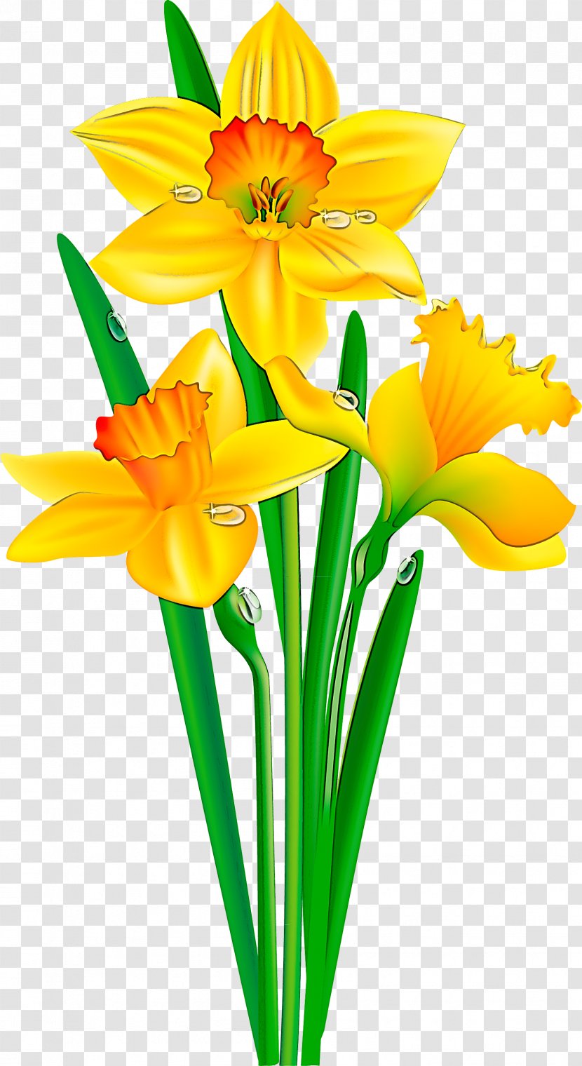Flower Cut Flowers Yellow Petal Plant - Flowerpot Narcissus Transparent PNG