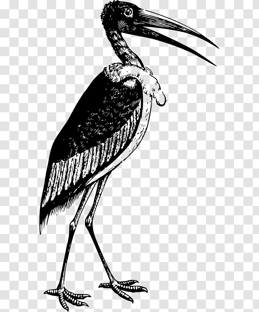 Marabou Stork T-shirt White Bird Crane - Seabird Transparent PNG