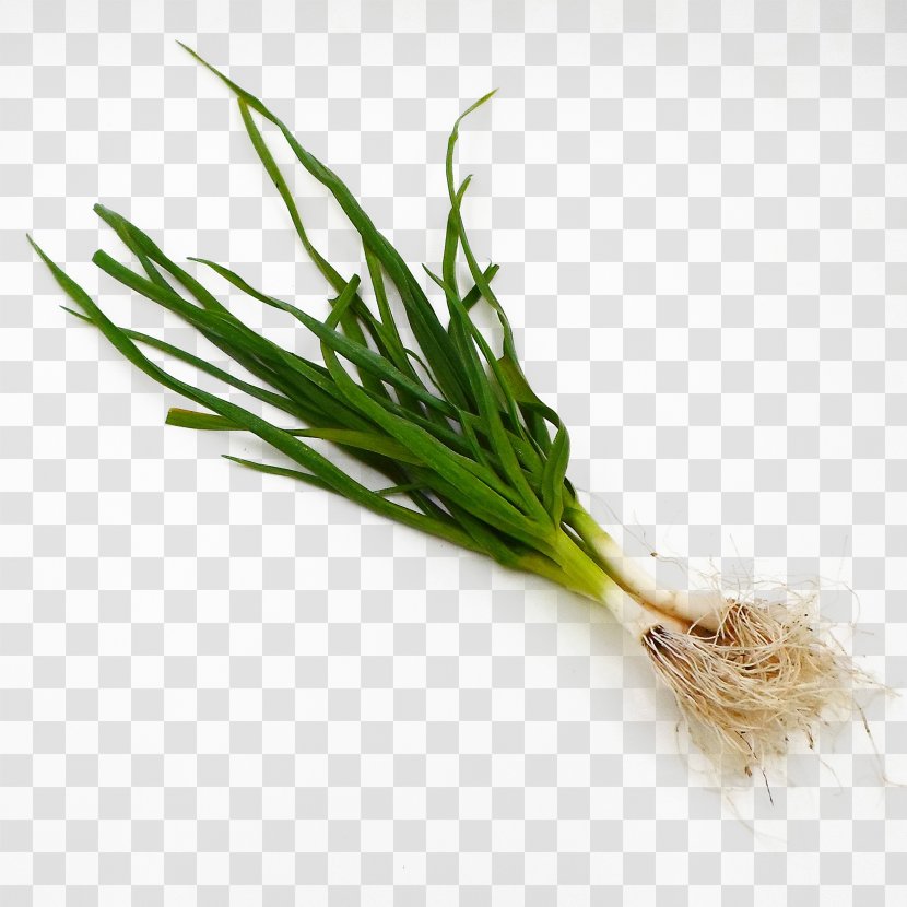 Allium Fistulosum Shallot Scallion Vegetable - Green - Onions Transparent PNG