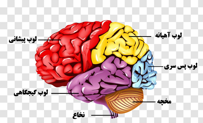 Human Brain Nervous System Body Anatomy - Silhouette Transparent PNG