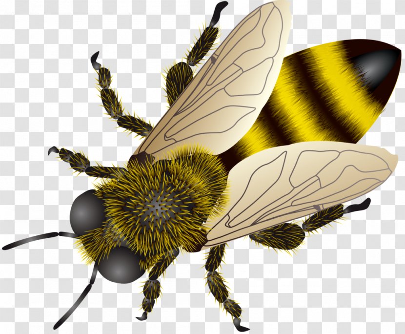European Dark Bee Insect Clip Art - Fly - Insects Transparent PNG