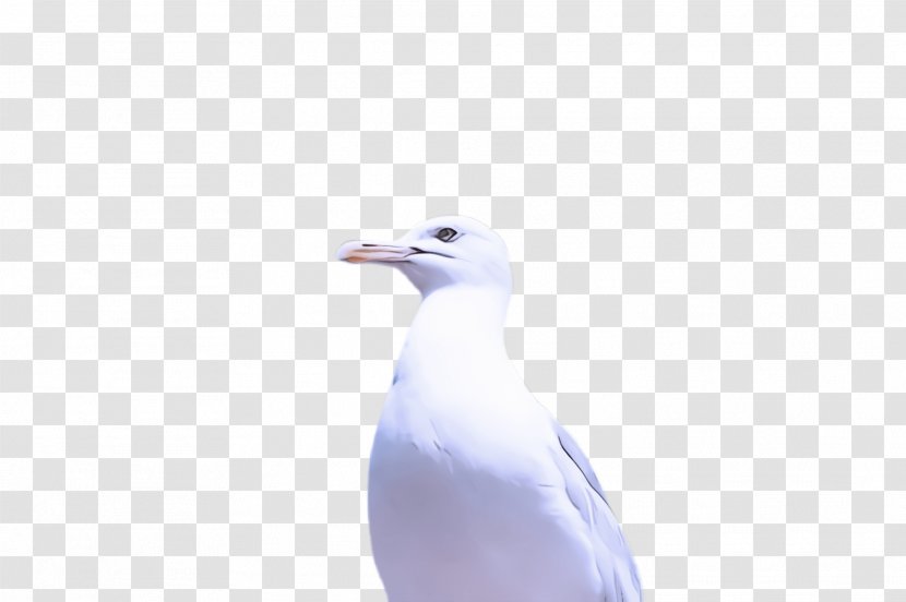 Bird White Beak Gull Seabird - Lari European Herring Transparent PNG