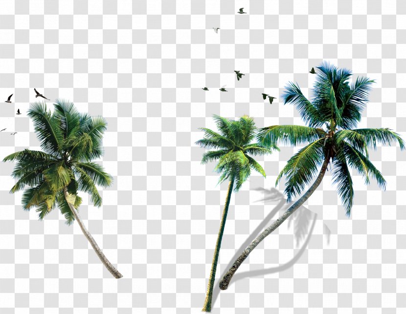 Coconut Water Milk King Quice Palm Trees Transparent PNG