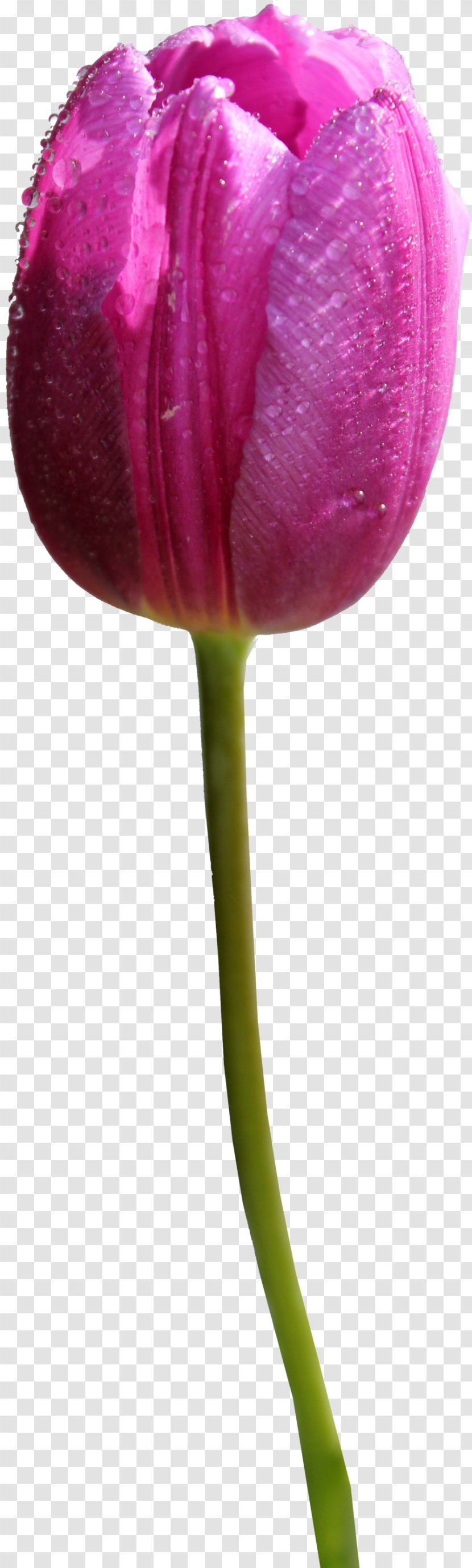 Skagit Valley Tulip Festival Flower Clip Art Transparent PNG
