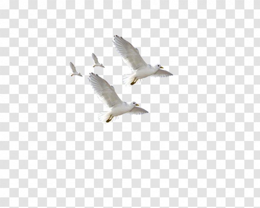 European Herring Gull Common Flight Bird - Flying Seagulls Transparent PNG