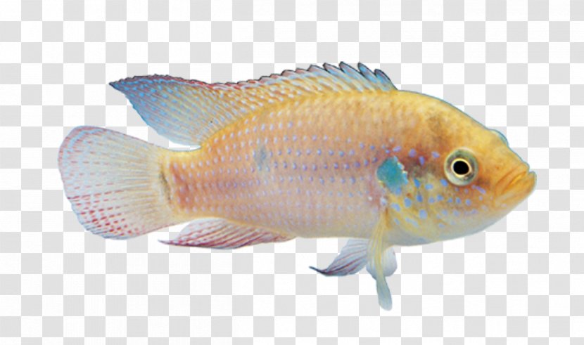 Carassius Auratus Angelfish Ornamental Fish - Discus Transparent PNG