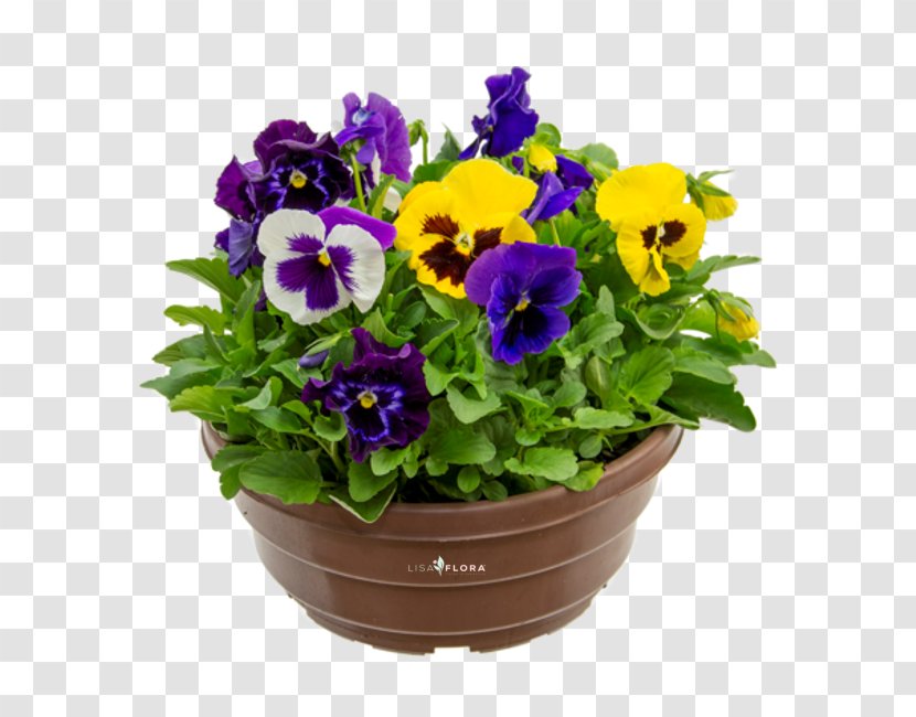 Pansy Flowerpot Violet Annual Plant Herbaceous - Purple Transparent PNG