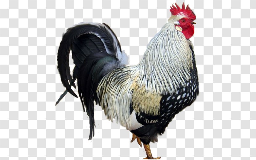 Rooster Chicken Poultry - Animaatio Transparent PNG