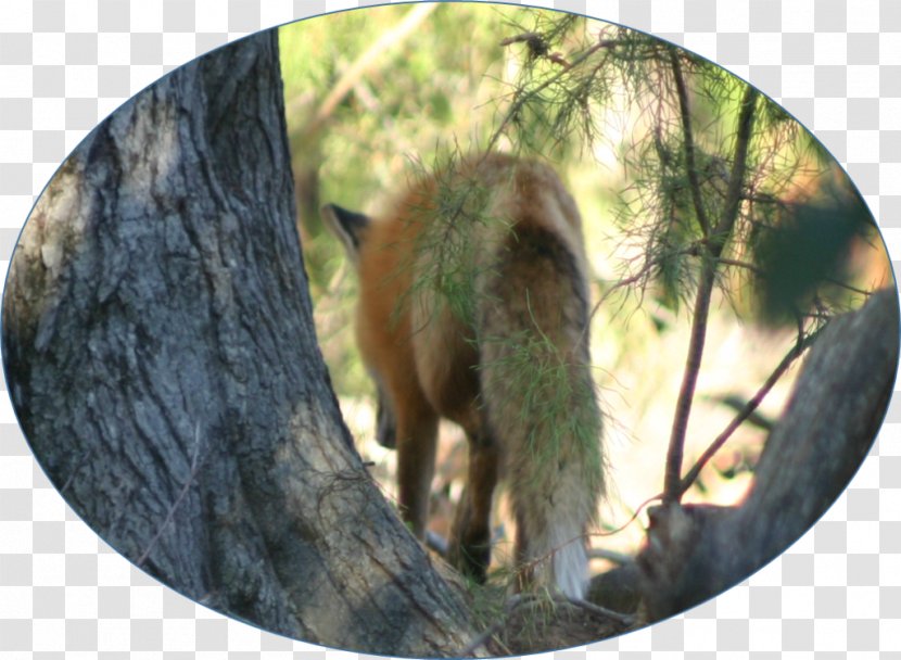 Dog Canidae Fur Wildlife Mammal Transparent PNG