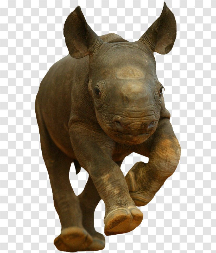 Rhinoceros Hippopotamus Tiger Kitten Baby Rhinos - Infant - Rhino Transparent PNG