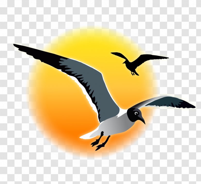 Bird Migration Fauna Water Beak - Computer - Seagull Sunset Transparent PNG