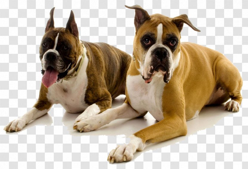 Airedale Terrier Domestication Pet Veterinary Medicine - Mongrel - Boxer Transparent PNG