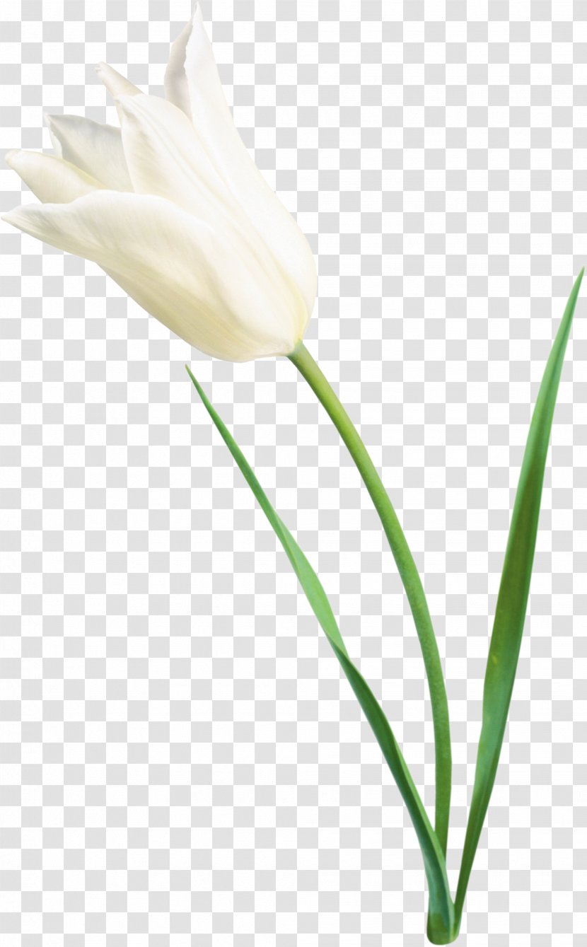 Tulip Flower White Clip Art - Plant Stem Transparent PNG