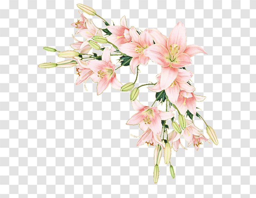 Flower Flowering Plant Pink Cut Flowers - Blossom Bouquet Transparent PNG