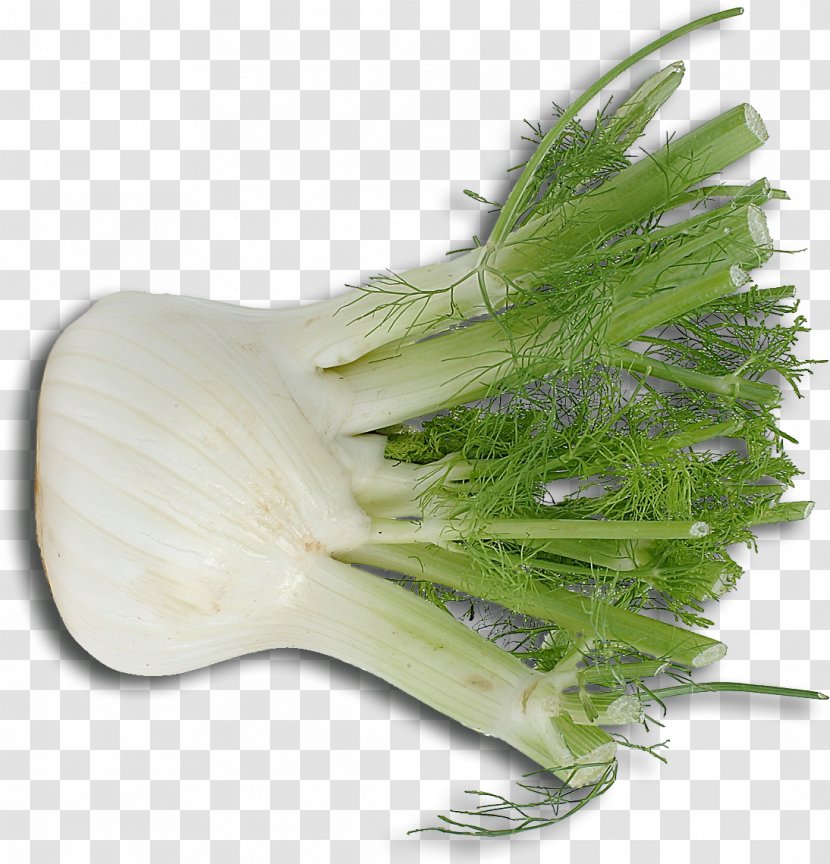 Fennel Ingredient Vegetable Italian Cuisine Sausage - Onion Transparent PNG
