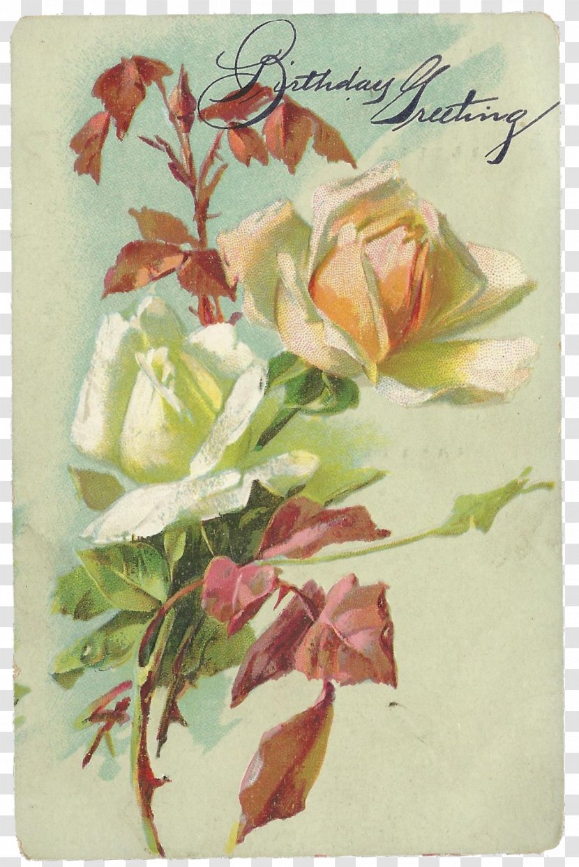 Cabbage Rose Garden Roses Watercolor Painting Floral Design Still Life Transparent PNG