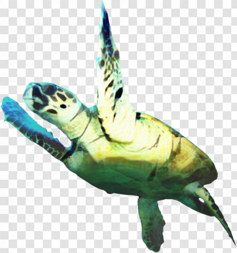 Sea Turtle Background - Green - Kemps Ridley Hawksbill Transparent PNG