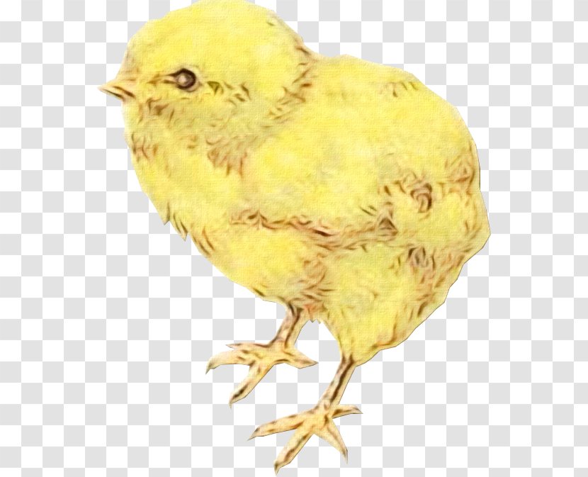 Easter Egg Background - Chicken - Perching Bird Songbird Transparent PNG
