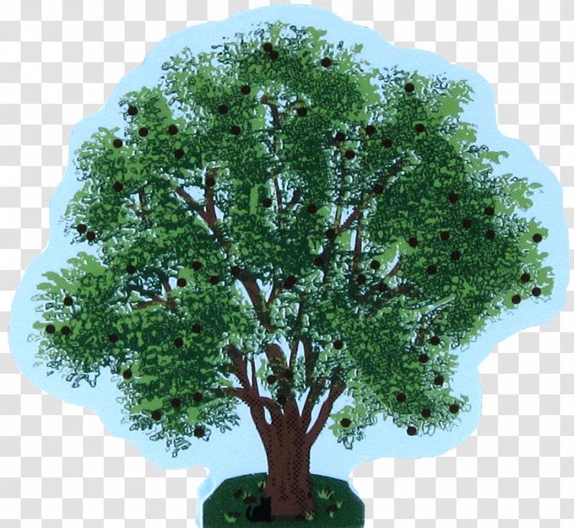 Ohio Buckeye Tree Image Idea - Amish Furniture Transparent PNG