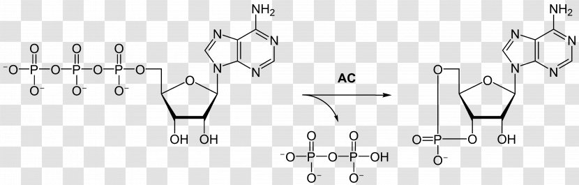 Flavin Adenine Dinucleotide Molecule Nicotinamide Structure Adenosine Triphosphate - Heart - Endocrine Transparent PNG
