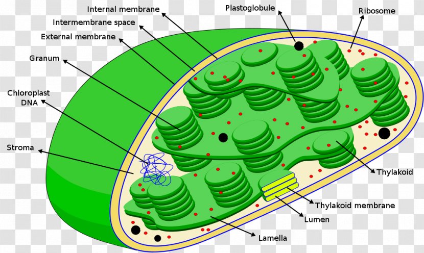 Chloroplast Photosynthesis Ribosome Stroma Thylakoid - Cliparts Transparent PNG