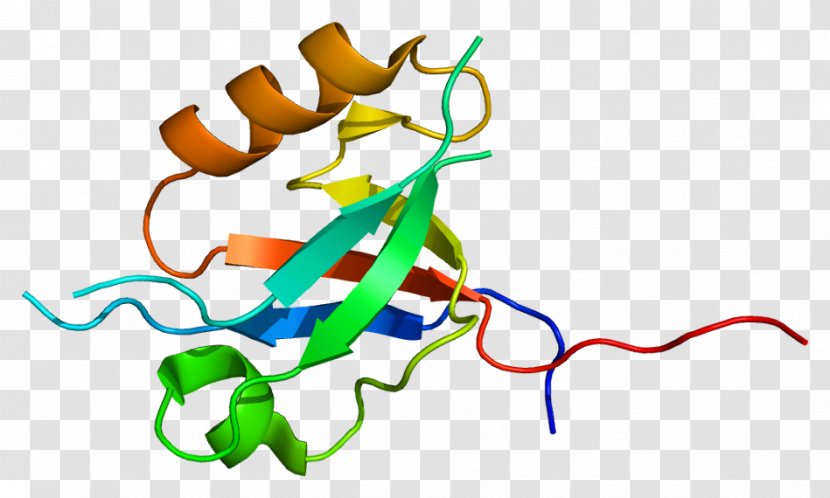 MPDZ PDZ Domain Protein Syntrophin - Cartoon - Frame Transparent PNG