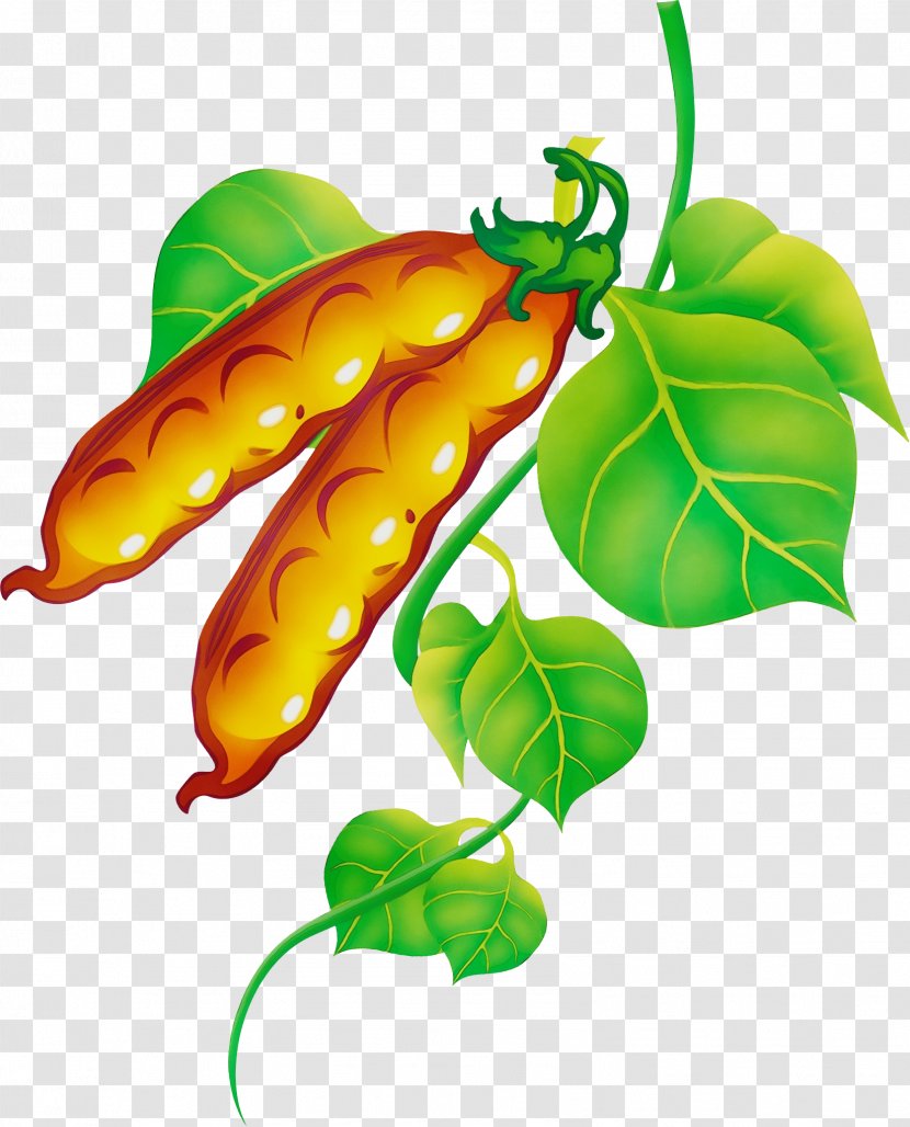 Banana Leaf - Vegetable - Malagueta Pepper Vegan Nutrition Transparent PNG