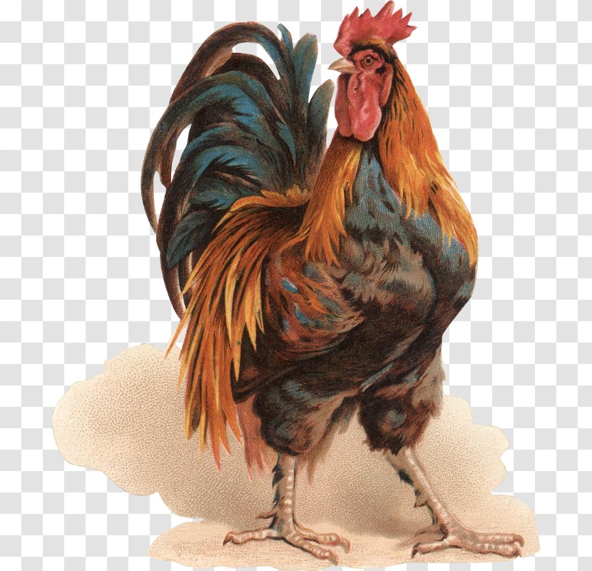 Rooster Silkie Chicken Coop Painting Bokmärke Transparent PNG