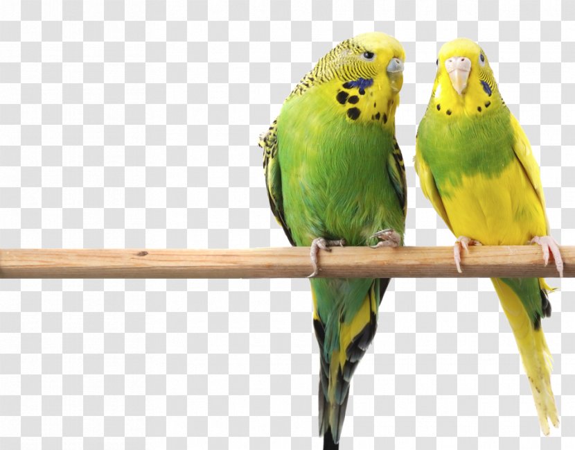 Budgerigar Bird Parrot Parakeet Cage - Preferred Exotic Diets - Macaw Transparent PNG