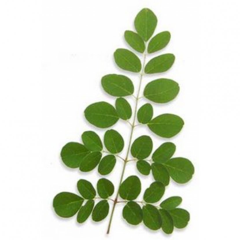 Dietary Supplement Drumstick Tree Leaf Nutrition Plant - Disease - Cauliflower Transparent PNG