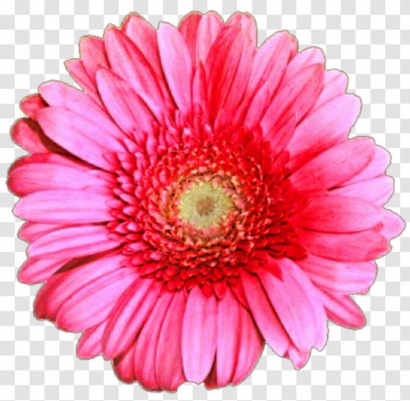 Gerbera Jamesonii Stock Photography Rose Royalty-free - Daisys Transparent PNG