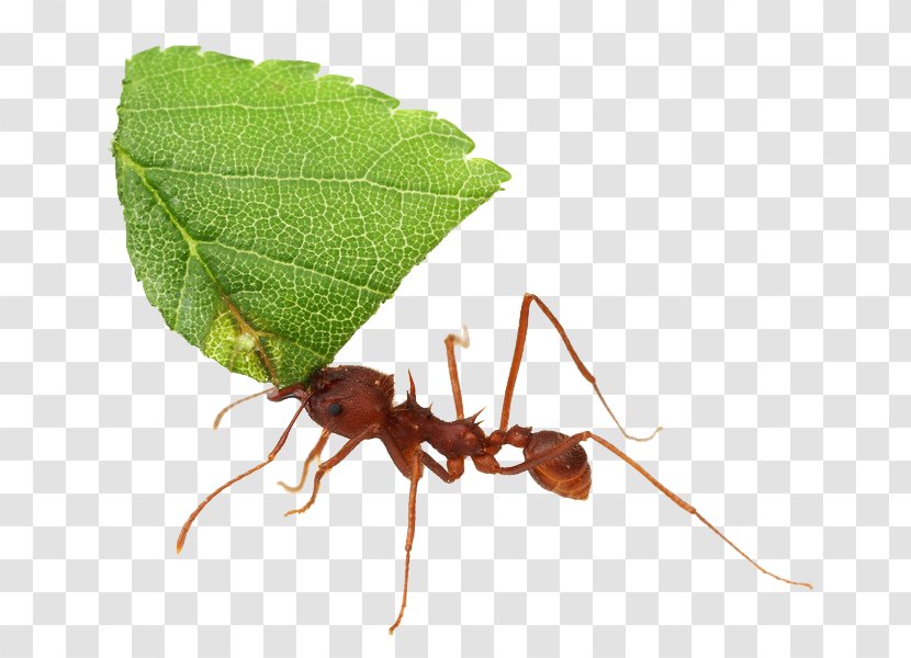 Texas Leafcutter Ant Acromyrmex Atta Cephalotes Insect - Ants Transparent PNG