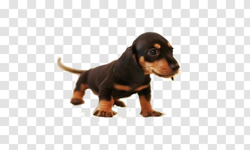 Dachshund Great Dane Beagle Harrier Puppy - Vulnerable Native Breeds - Small Sausage Transparent PNG