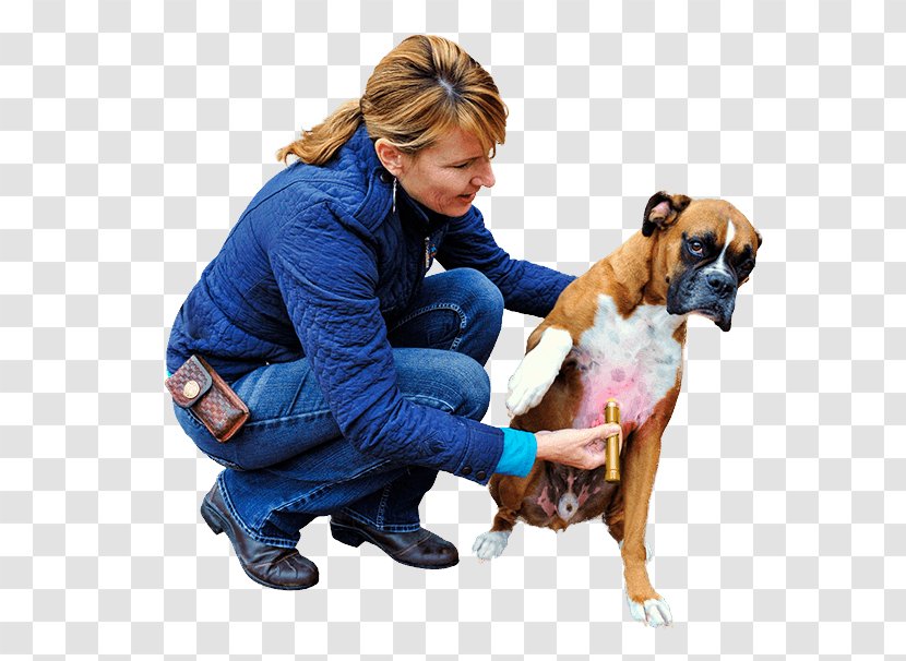 Dog Breed Horse Boxer Light Therapy Companion - Veterinarian Transparent PNG